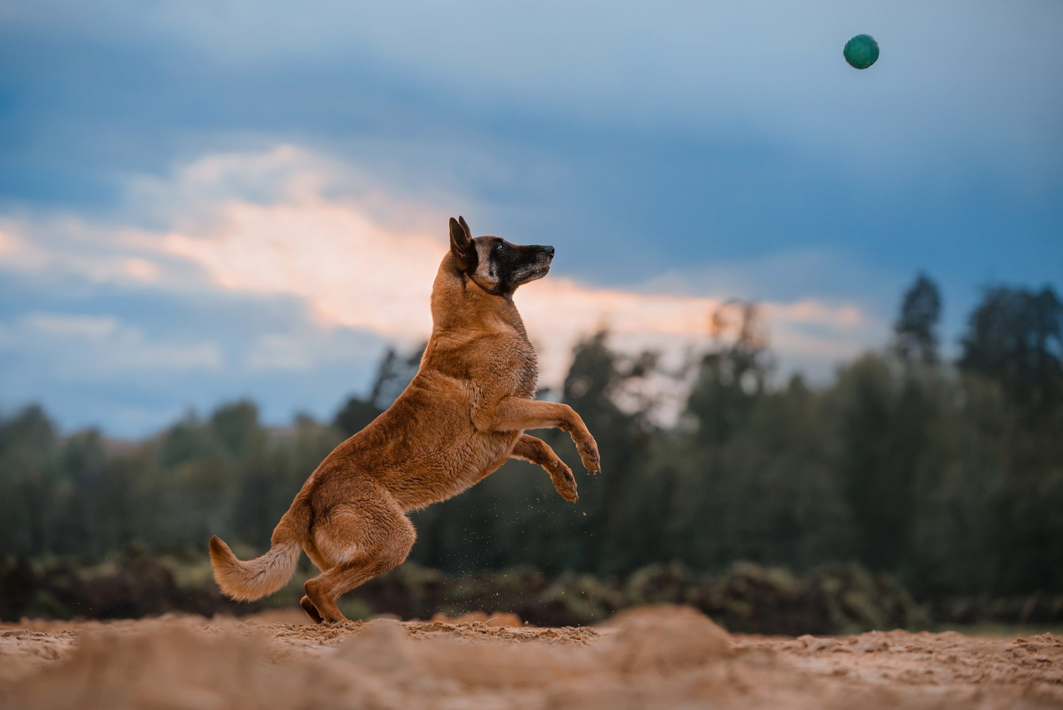 Belgian shepherd dog